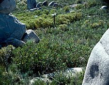 Eucalyptus acies (habit)