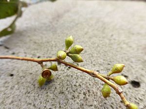 Eucalyptus yarraensis buds