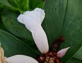 Flowers of crêpe ginger.