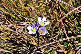 Gentianella - Páramo de Ocetá