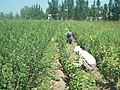 Grafting process (Uzbekistan)