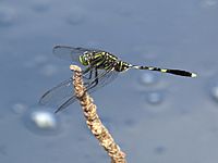 Green skimmer 7219