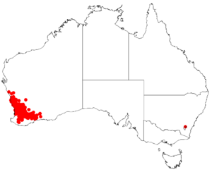 Hakea incrassataDistMap62.png