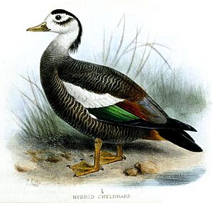 HybridDuckSmit