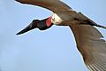 Jabiru (Jabiru mycteria) in flight