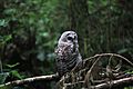 Juvenile barred owl