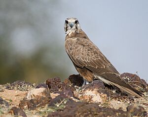 Laggar Falcon juvenile plumage