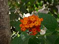 Lantana camara 0003