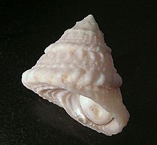 Lithopoma americanum 002