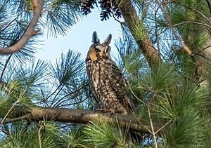 Long-eared owl in Central Park (50208).jpg