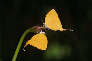 Loxura atymnus-Kadavoor-2018-06-18-001