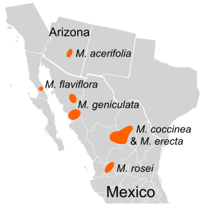 Mabrya Distribution