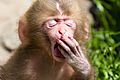 Macaca fuscata juvenile yawning