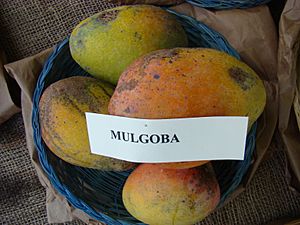 Mango Mulgoba Asit fs8.jpg