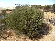 Melaleuca condylosa (habit)