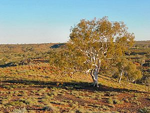 Millstream-Chichester National Park DSC04093