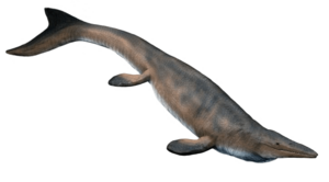 Mosasaurus missouriensis NT