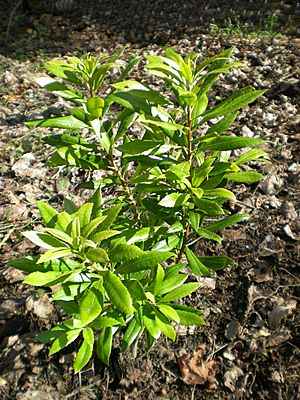 Myrica californica.jpg