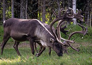 Pair of caribou grazing