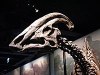 Parasaurolophus skull FMNH.jpg