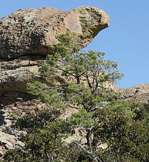 Pinus leiophylla chihuahuana BirdRock.jpg