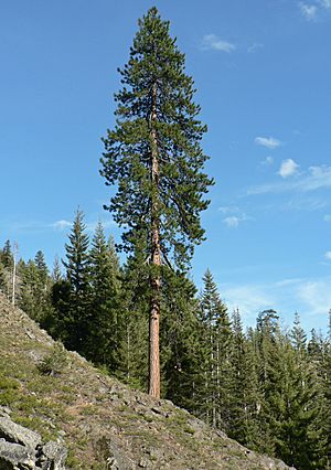 Pinus ponderosa 15932.JPG