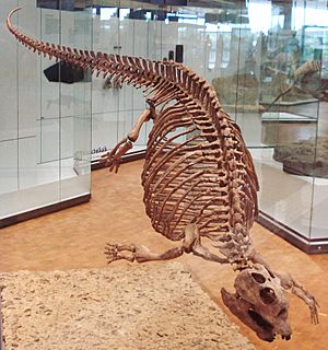 Placodus gigas 2.JPG