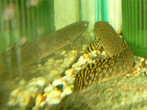 Polypterus ornatipinnis