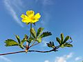 Potentilla reptans sl8