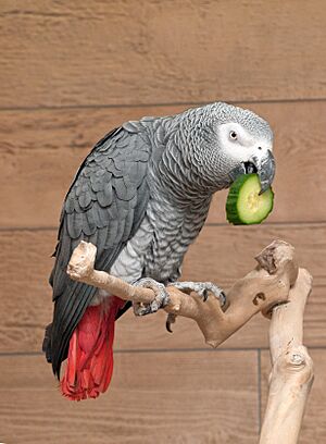 Psittacus erithacus cucumber