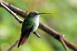 Red-billed streamertail (Trochilus polytmus) female.jpg