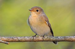 Red-breasted Flycatcher.jpg