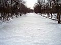 Red Cedar frozen over