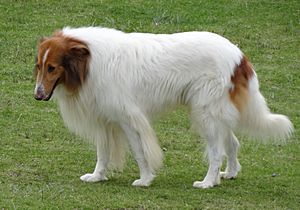 Rough collie Panaca