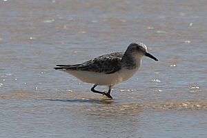 Sanderling