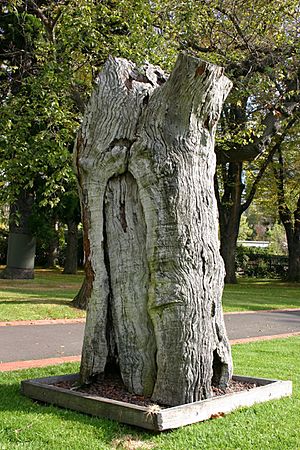 Scarred tree Fitzroy Gardens