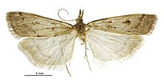 Scoparia s.l. fumata male.jpg