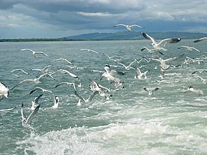 Sea Gull at Naaf River