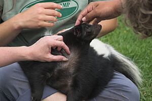 Skunk being cuddled