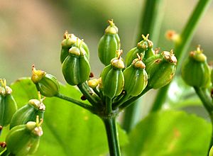 Smyrnium olusatrum 0109