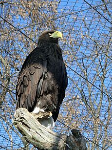 Steller's Sea Eagle in Berlin