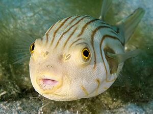 Striped puffer (Arothron manilensis) (43419852851)