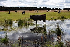 Sutton Park Walk 807 (N595)