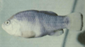 Tecopapupfish.png