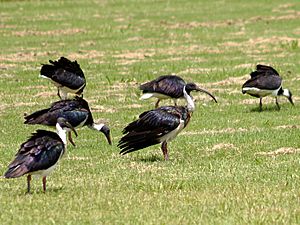 Threskiornis spinicollis