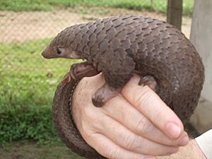 Tree Pangolin