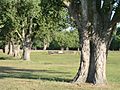 USAAF through trees