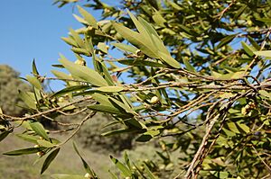 Umbellularia californica 05.jpg