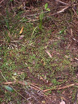 Veronica jovellanoides growth habitat