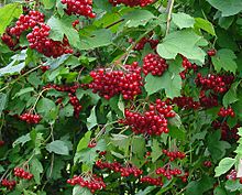 Viburnum opulus C